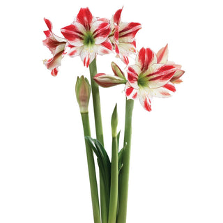 Ambiance Amaryllis Seeds